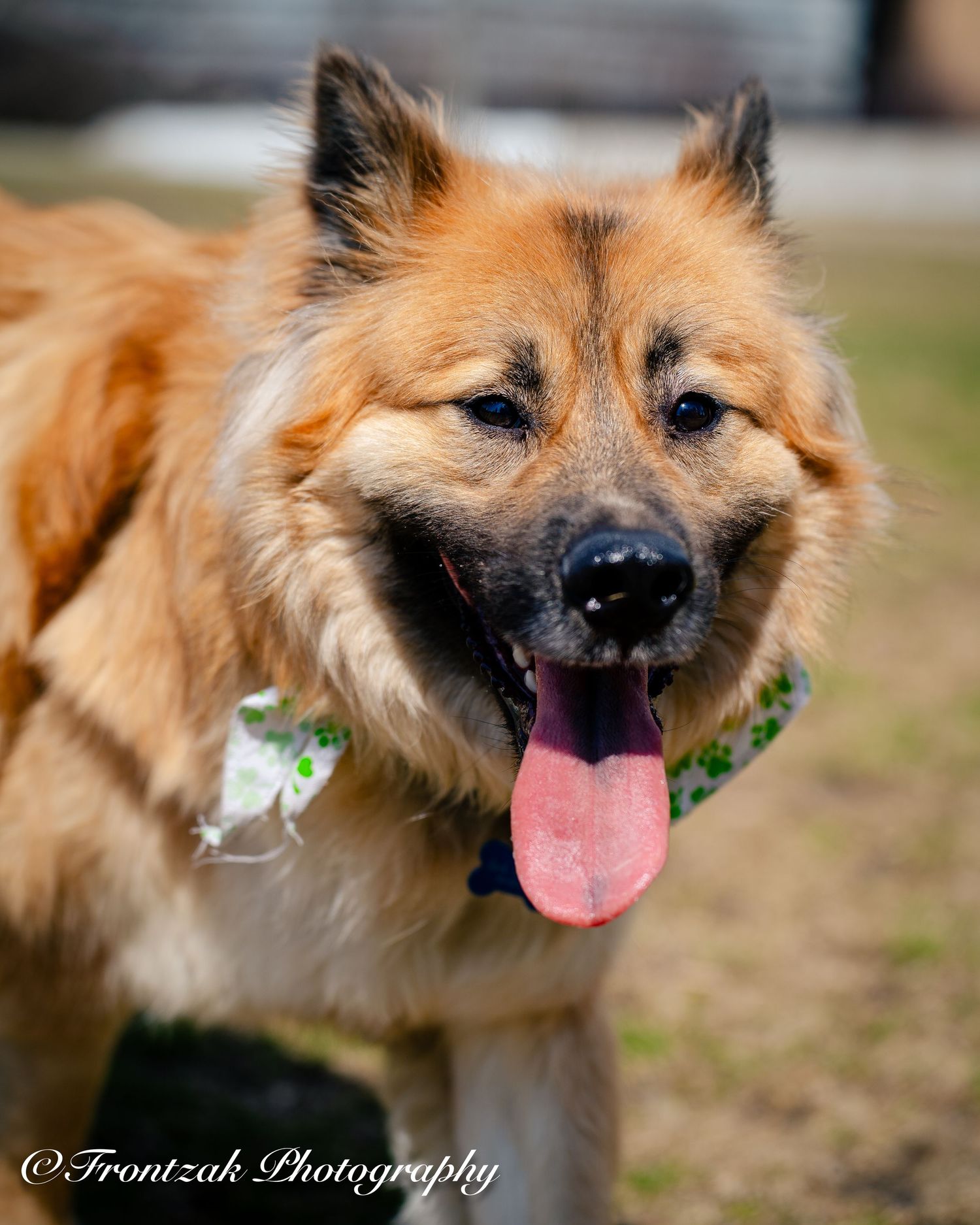 A happy Eurasier dog with reddish-brown fur and pointed ears smiling with tongue out in an outdoor portrait.