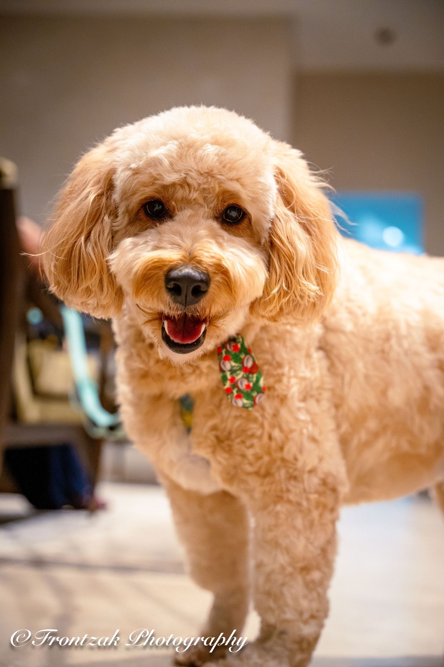 Close-up sequence of a happy poodle with fluffy cream-colored fur showing different expressions.