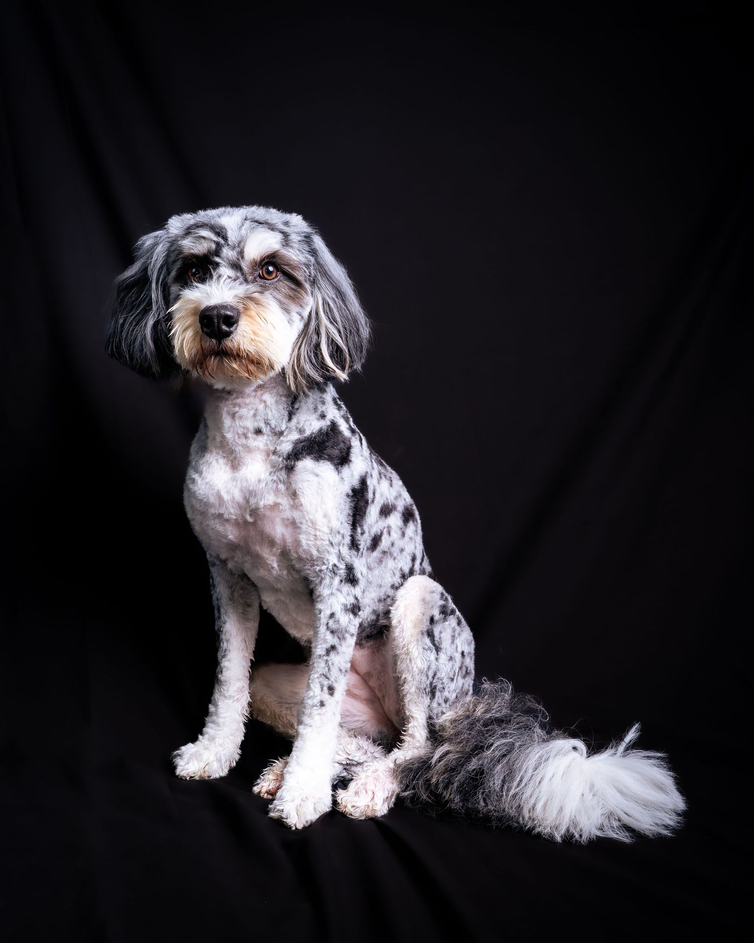 Spotted mixed breed dog with white and grey fur sitting against black backdrop.