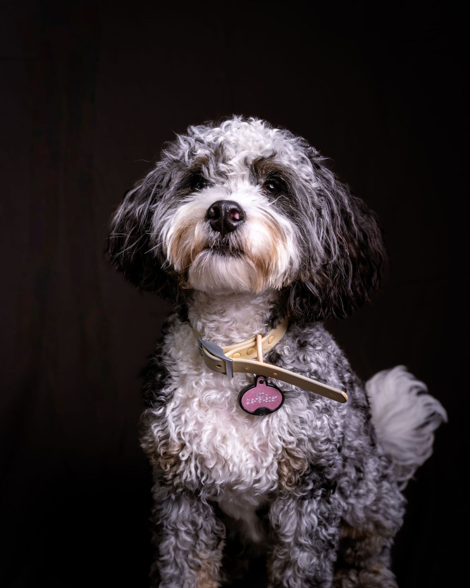 A black and white poodle mix dog with fluffy fur wearing a collar poses against a dark background.