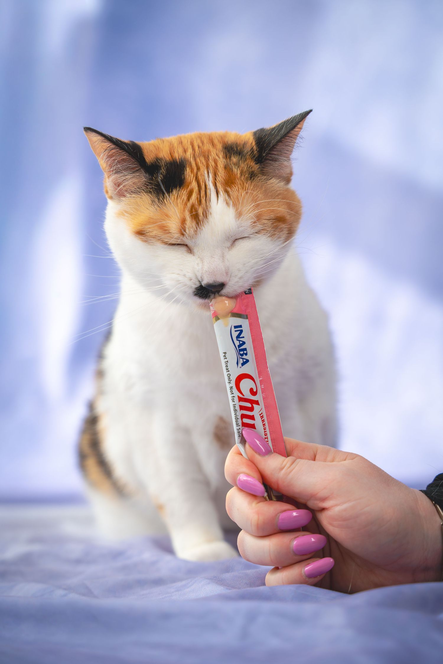 A calico cat sniffs and investigates a red Churu cat treat being offered by a hand against a soft blue background.