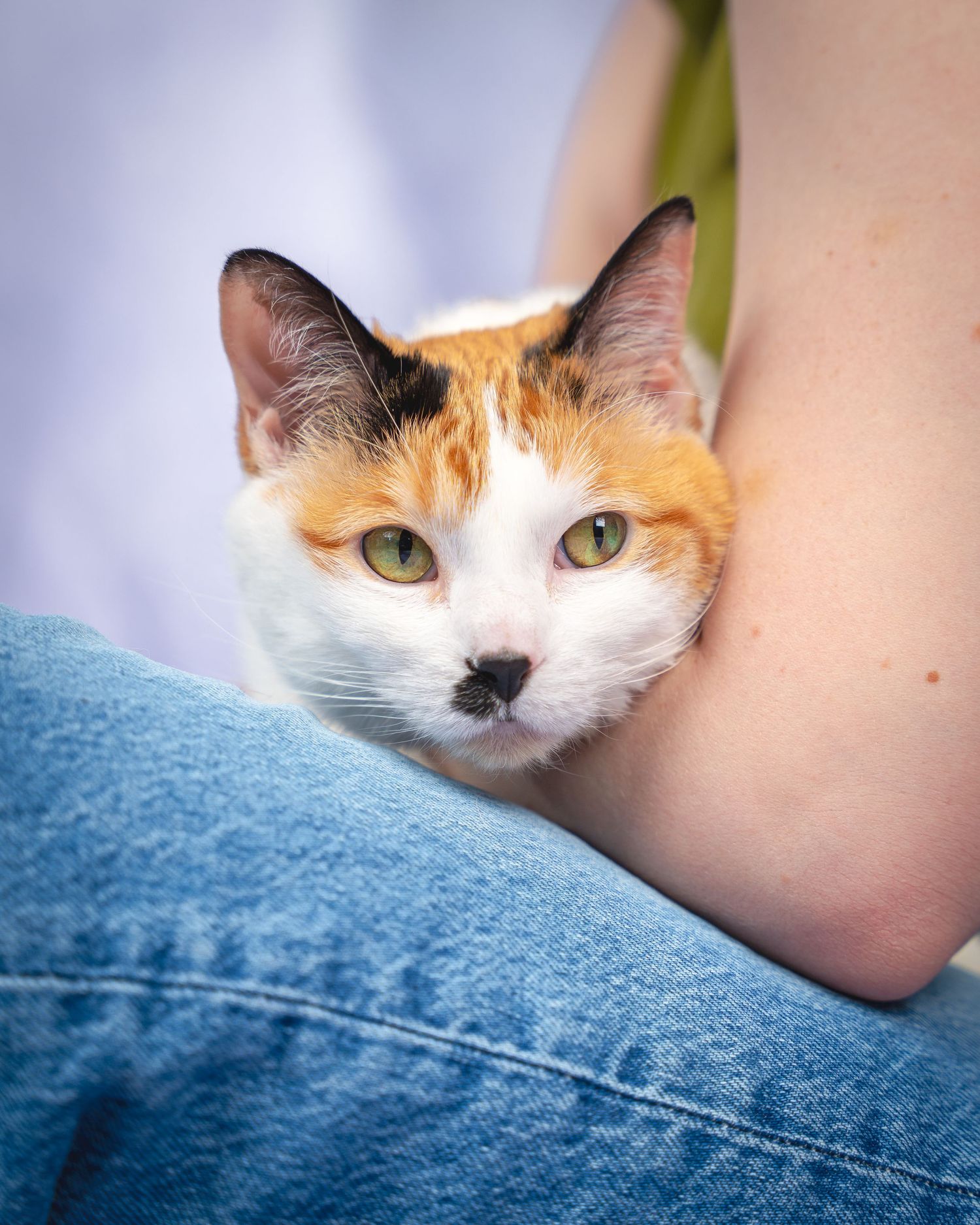 Close-up sequence of a calico cat's face resting against blue denim, showing its distinctive markings and green eyes.