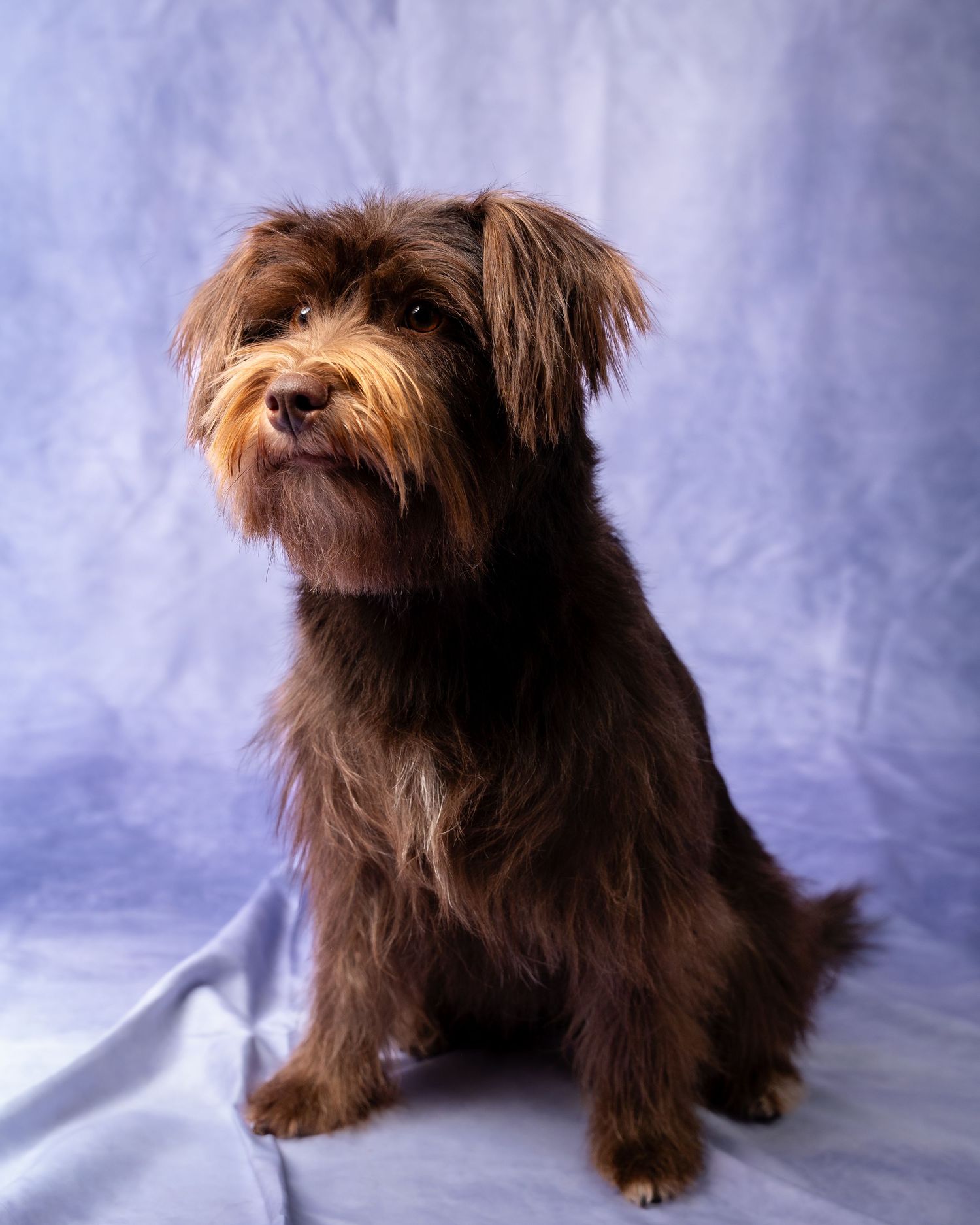 A brown mixed breed terrier dog with scruffy fur sits alertly against a blue background.