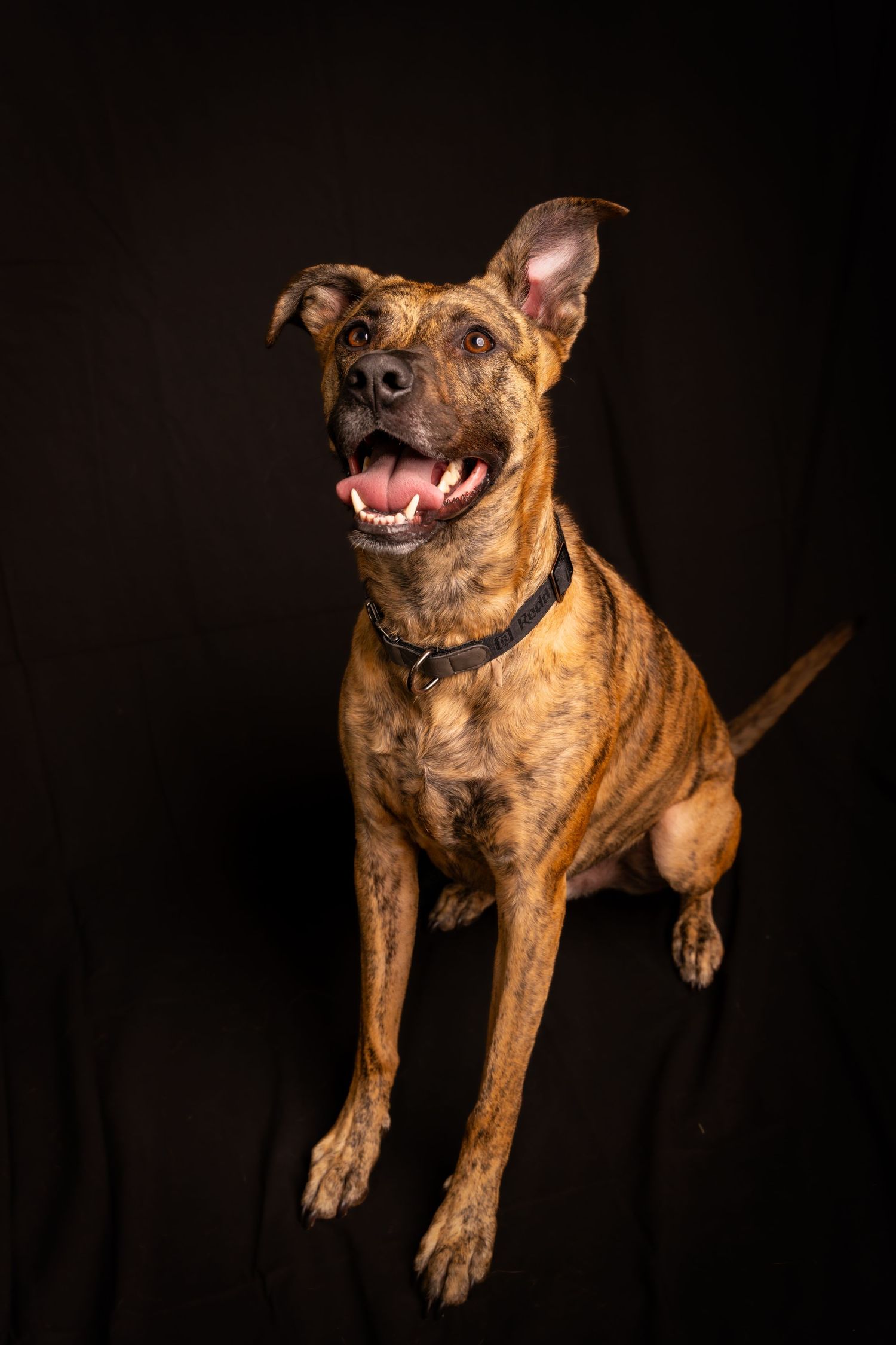 Brown mixed breed dog shown in sequence of five action shots against black background showing playful jumping motion.