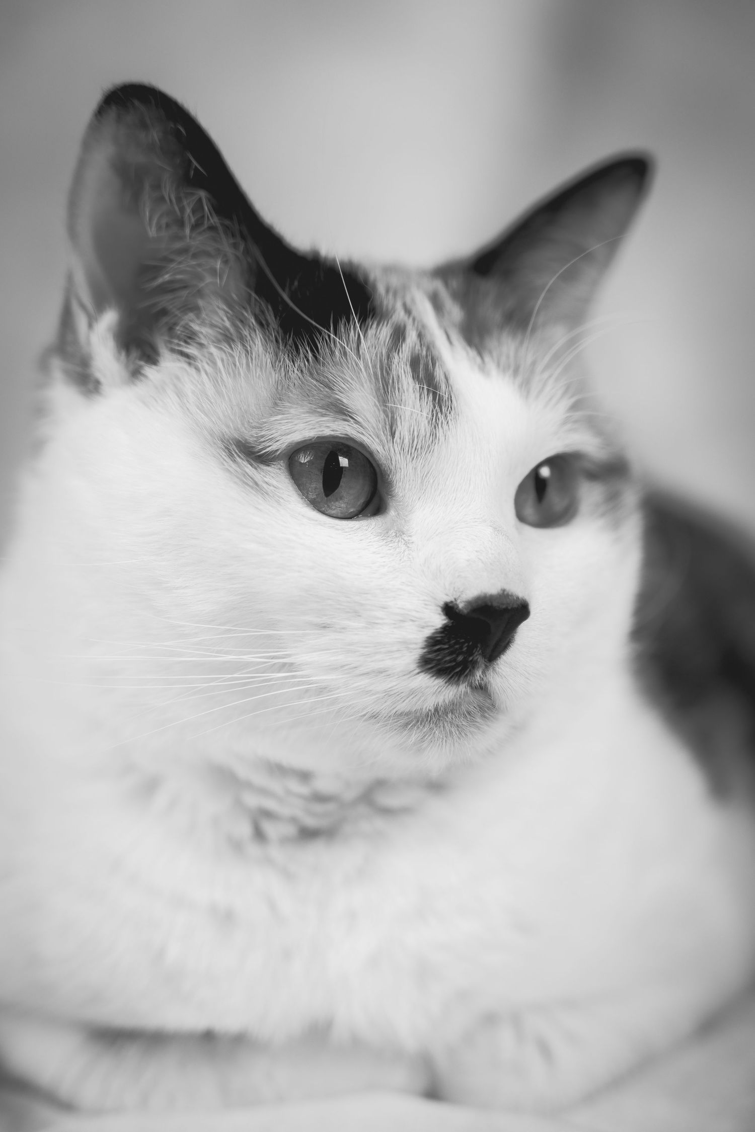 Black and white close-up portraits of a white cat's face showing its expressive eyes and whiskers.