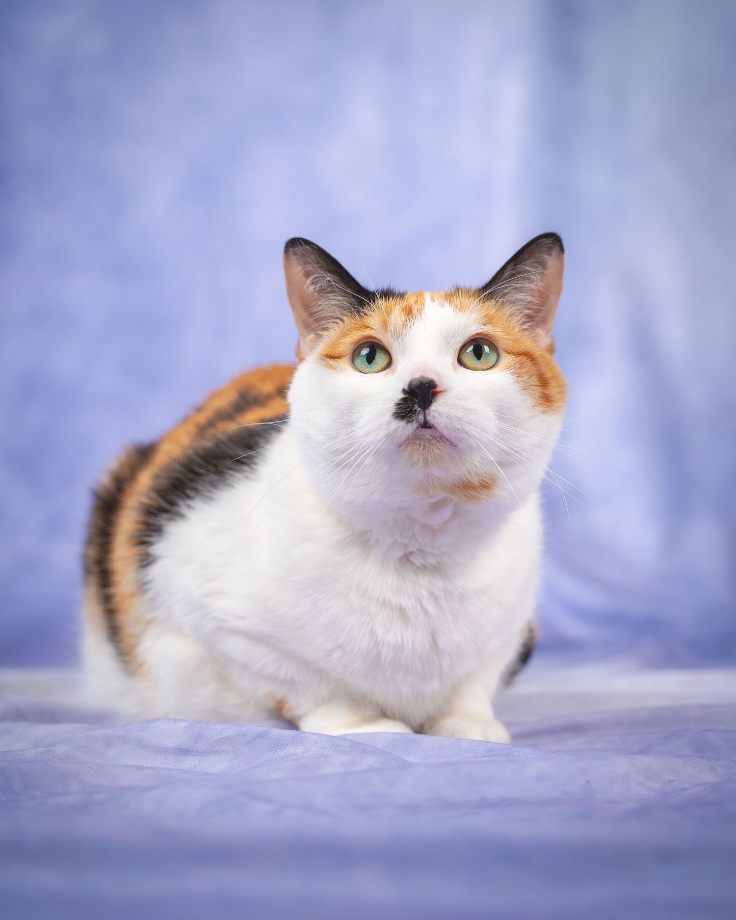 Calico cat with orange and white fur lying on soft purple background in a sequence of artistic portrait poses.