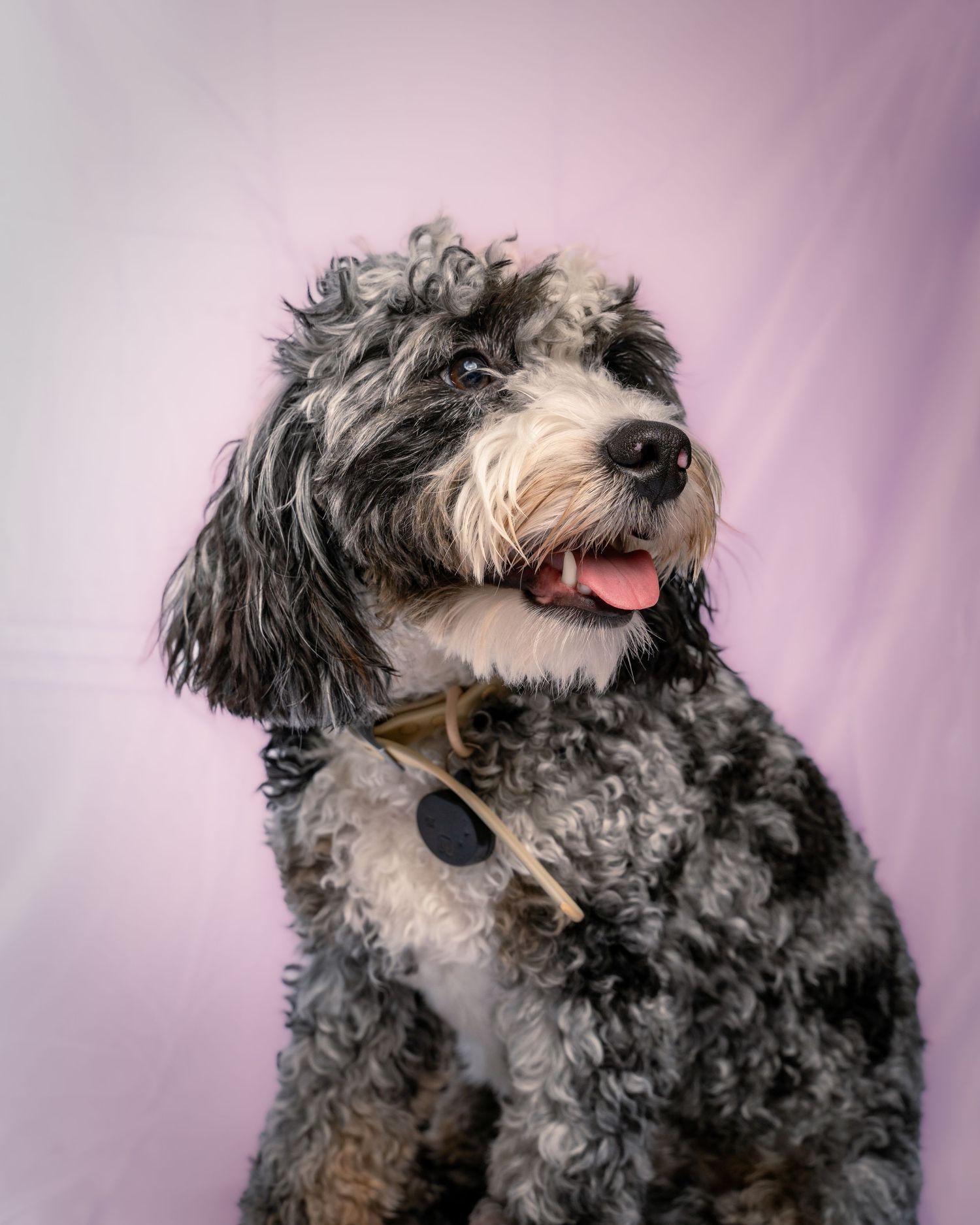 Bernedoodle dog with black and white curly fur shown in multiple poses against a purple background.