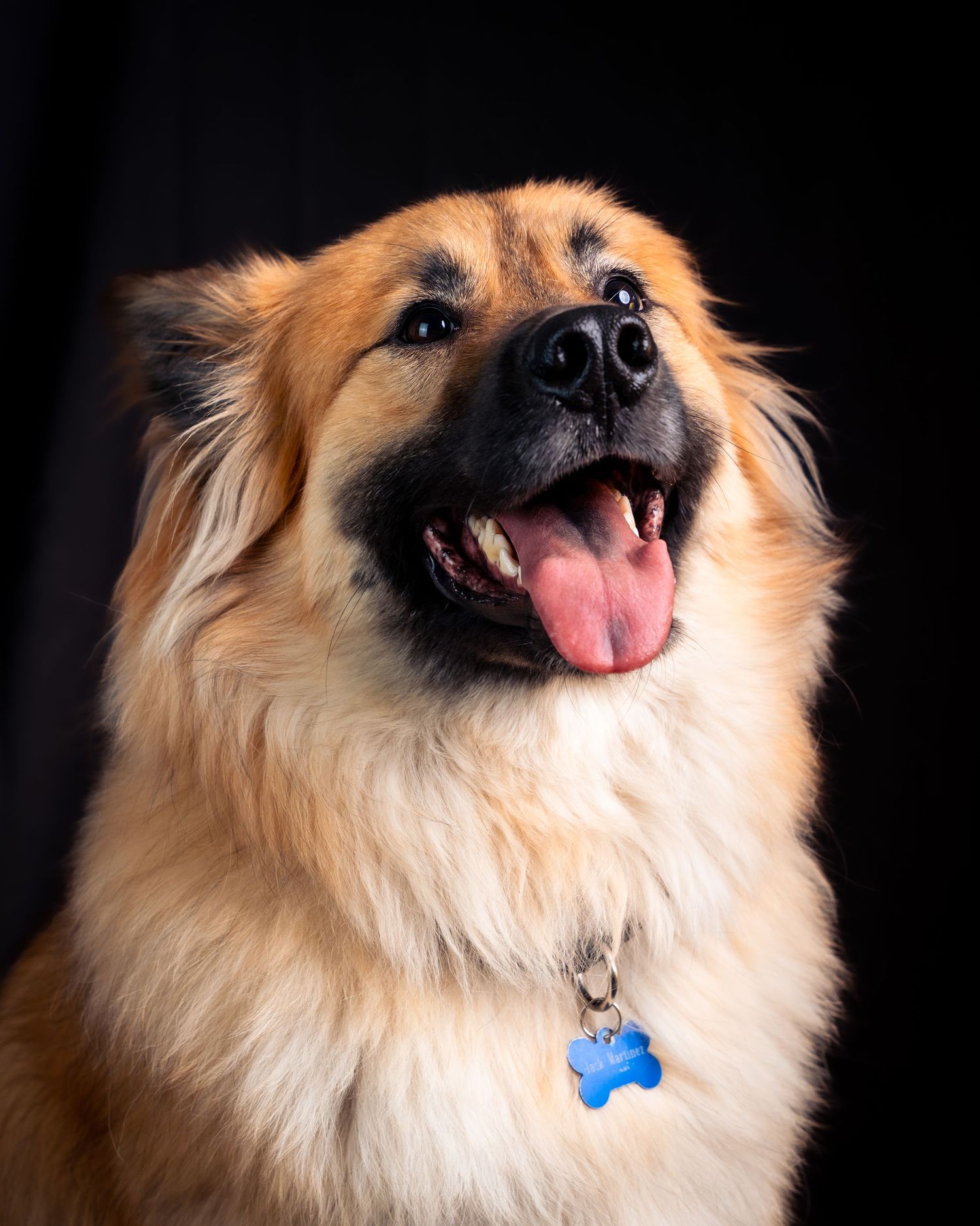 Close-up sequence of a happy Pomeranian dog with fluffy cream fur showing different playful expressions and smiles.