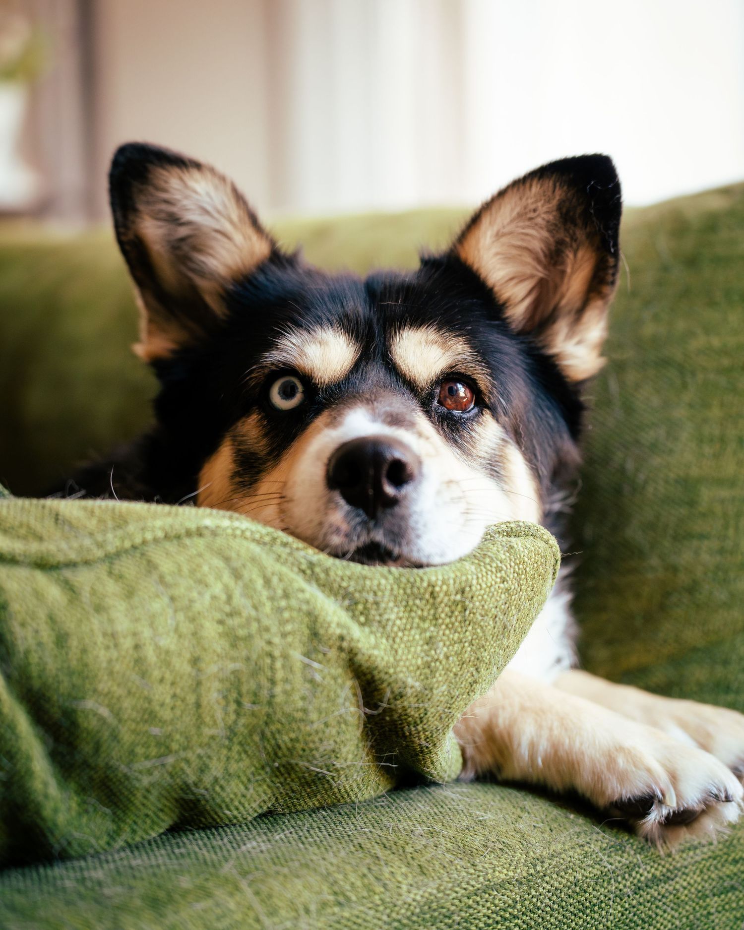 Playful corgi dog partially hiding behind a green couch cushion in a series of peekaboo poses.