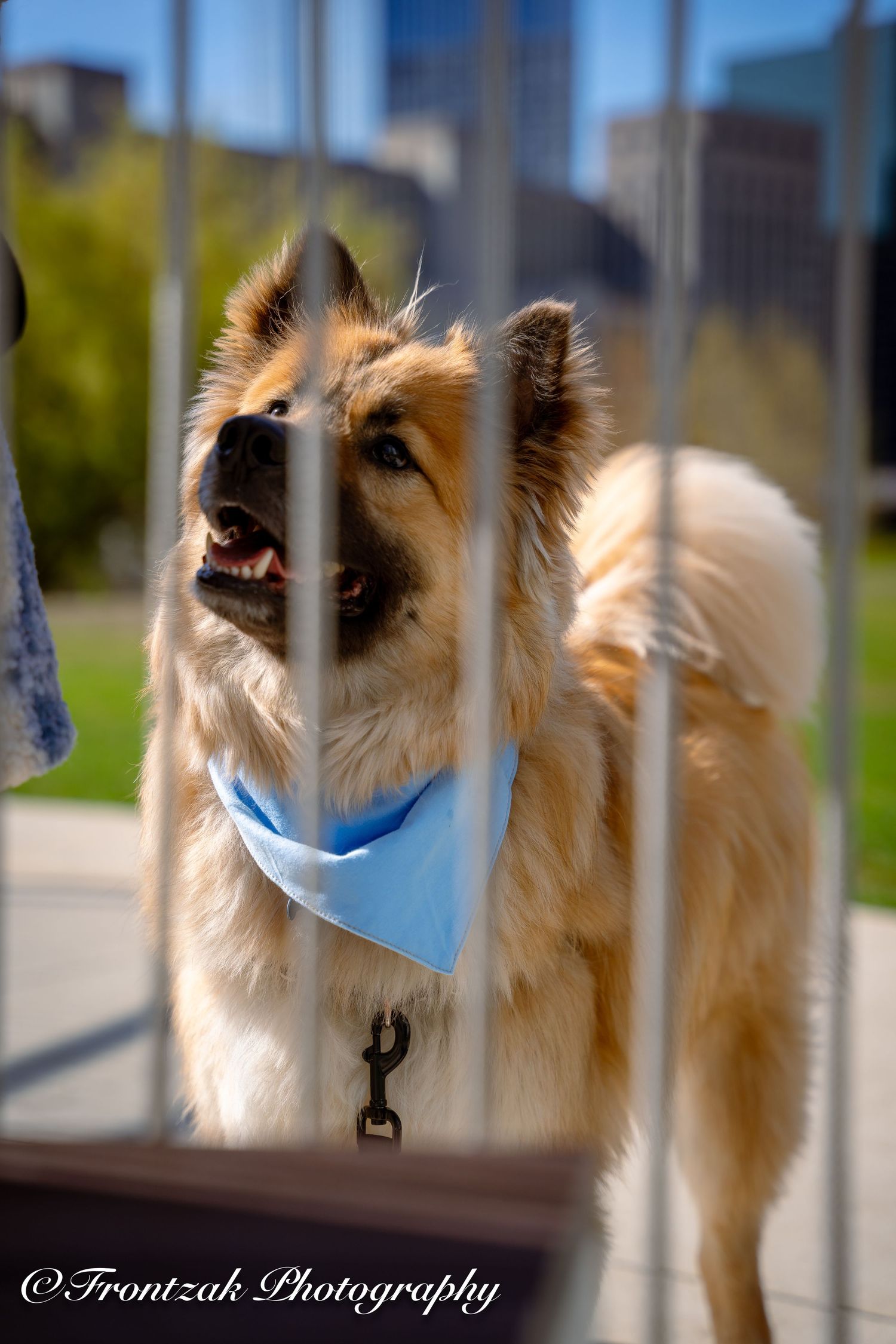 A fluffy Pomeranian dog wearing a light blue bandana looks upward through vertical bars in a series of connected photos.