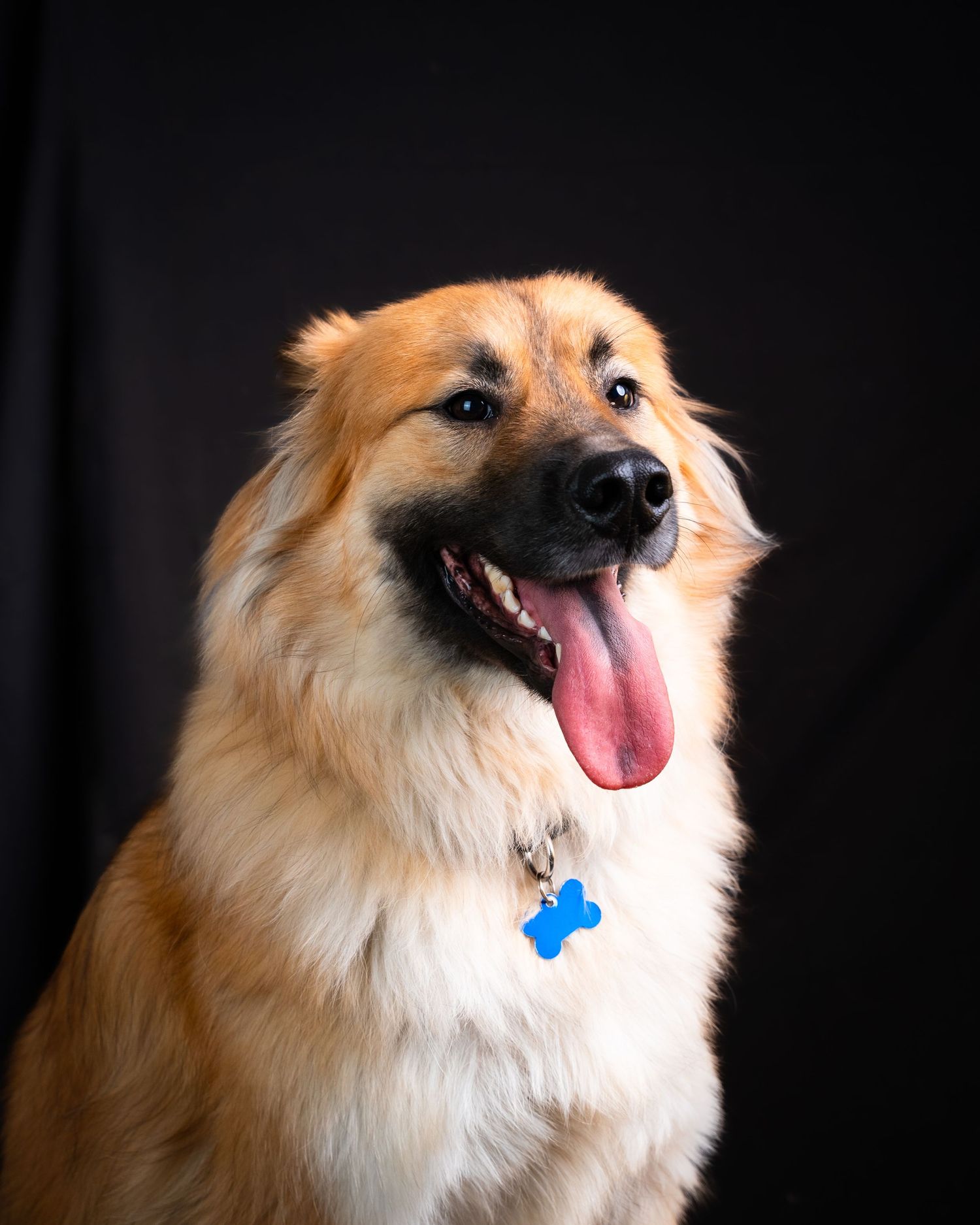 A happy golden mixed breed dog with fluffy fur wearing a blue bone tag smiles against a black background.