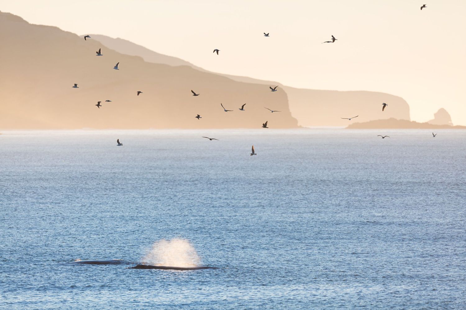 Seabirds soar above tranquil ocean waters with coastal cliffs silhouetted in soft morning light.