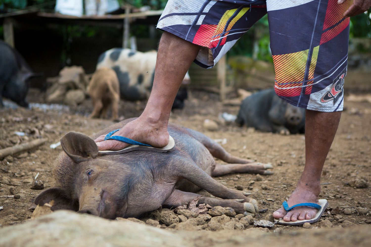 Person wearing flip flops stands next to sleeping pig on dusty ground.