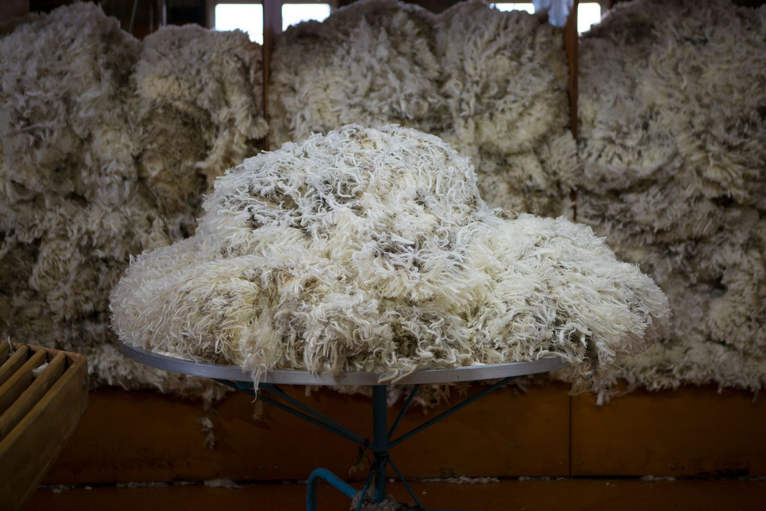 Large pile of raw wool fibers on industrial table against white wall.