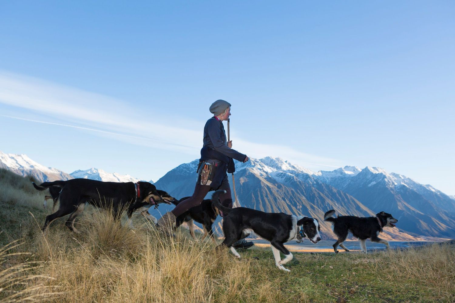Figure walking with three border collies along mountain trail with snowy peaks in background.