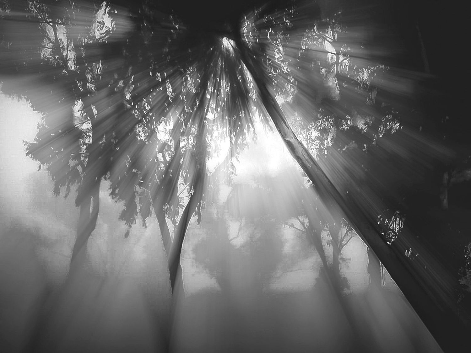 Ethereal sunlight filtering through misty forest canopy in black and white.