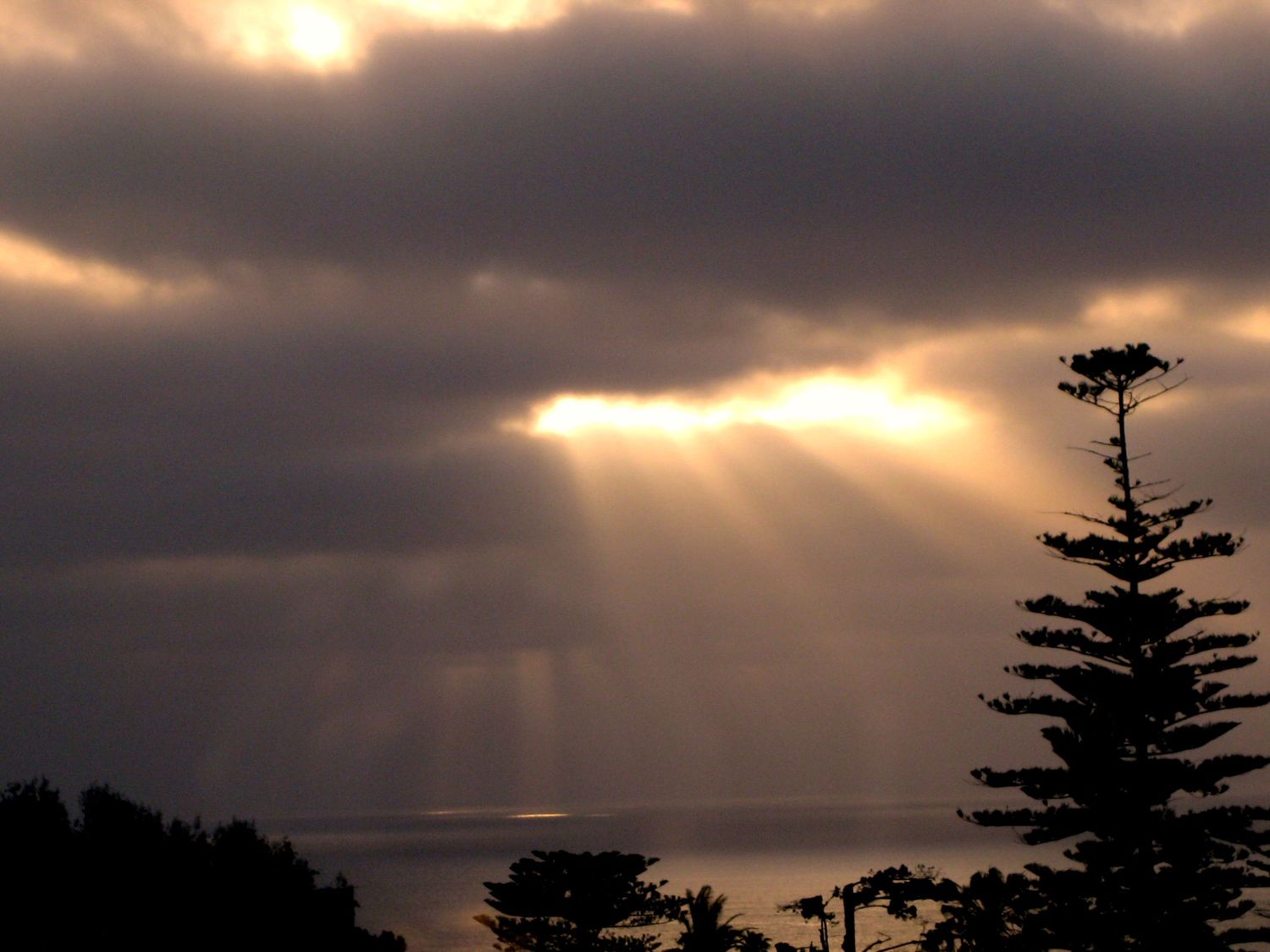 Sunbeams breaking through cloudy sky over coastal pine trees at dusk.