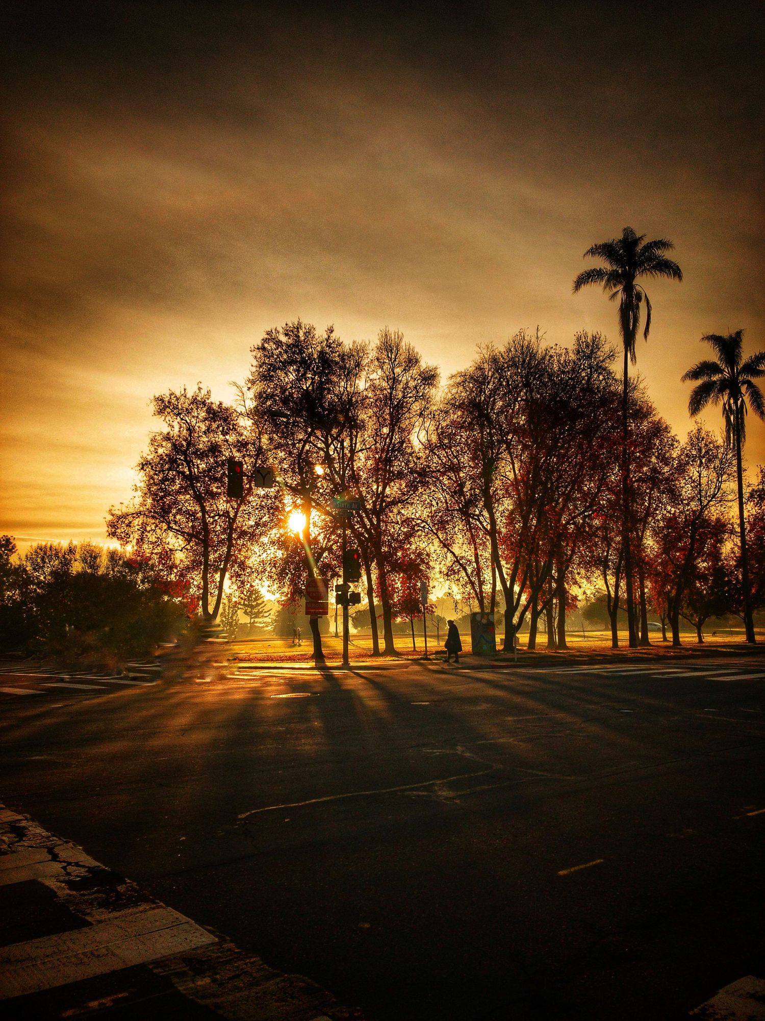 Dramatic sunset silhouettes palm trees and trees in an empty parking lot casting long shadows.