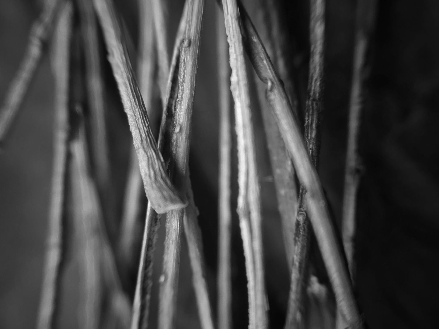 Close-up black and white photo of tall grass or reeds swaying in dramatic lighting with dark shadows.