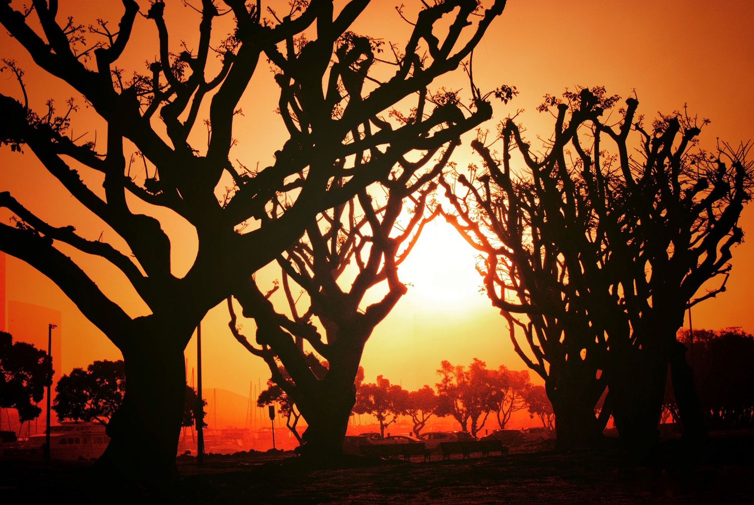 Twisted tree branches silhouetted against a fiery orange sunset sky creating dramatic contrast.