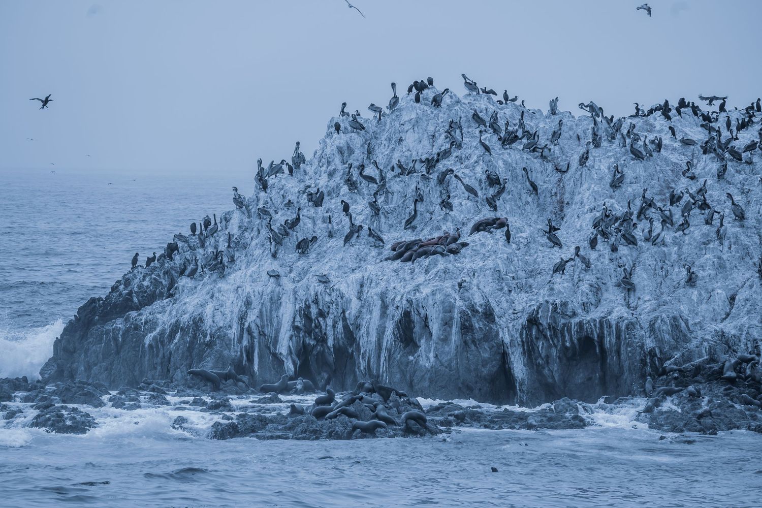 Large flock of seabirds perched on a rocky coastal cliff covered in white guano.