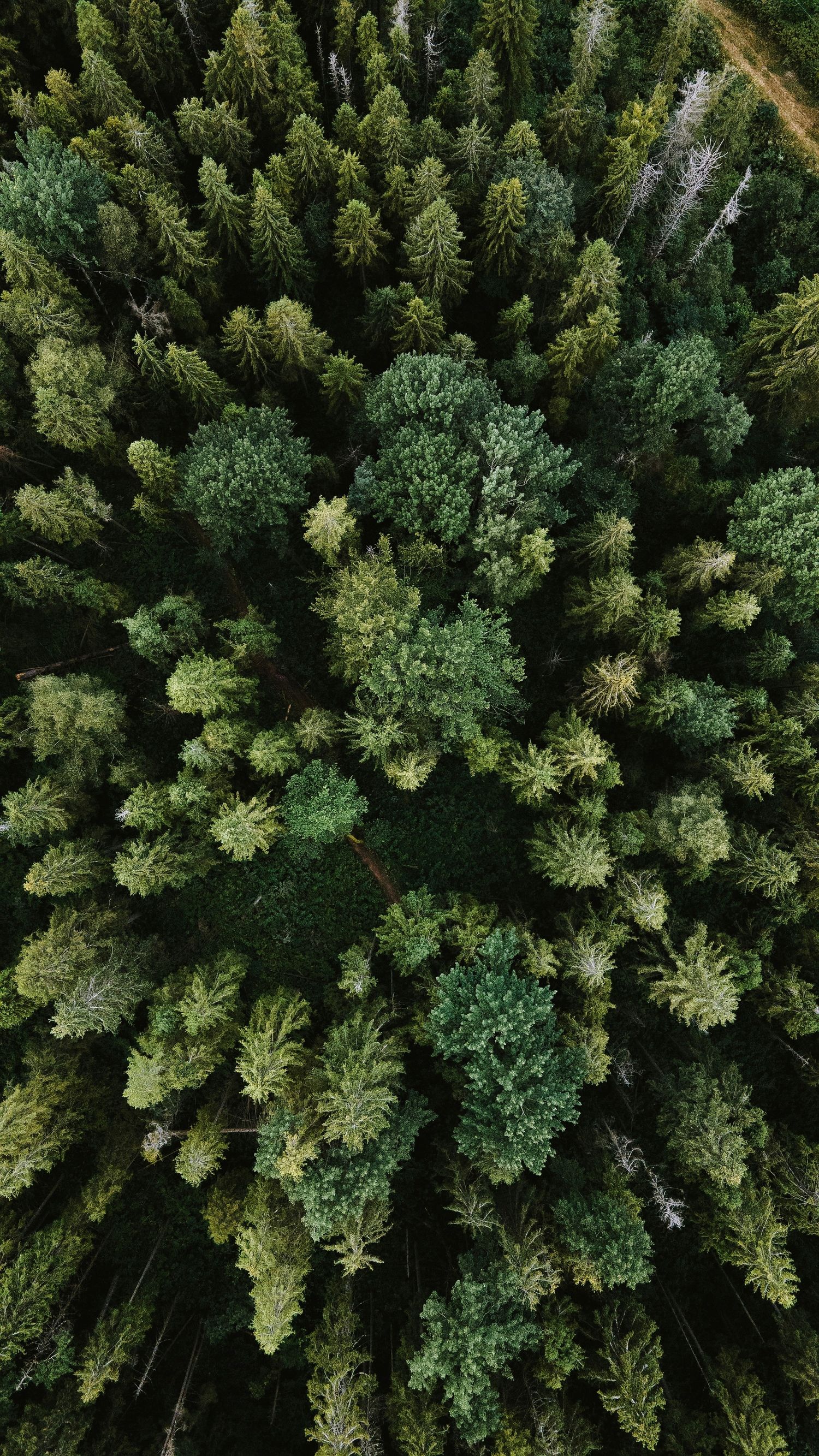 Aerial drone view looking down at dense evergreen forest canopy showing lush green treetops in a natural pattern.