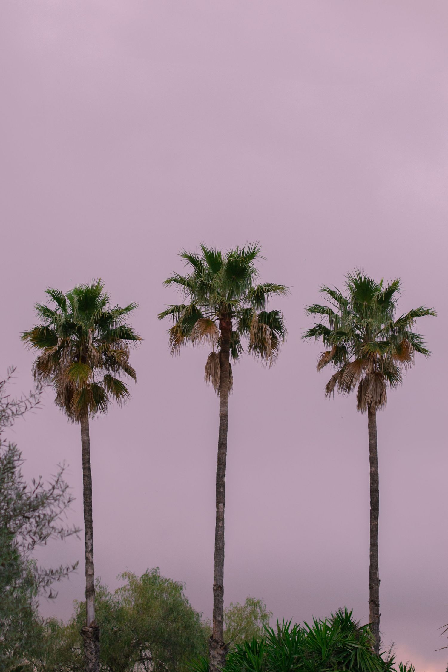 Three tall palm trees against a moody pink-purple cloudy sky at dusk, with lush green foliage below.