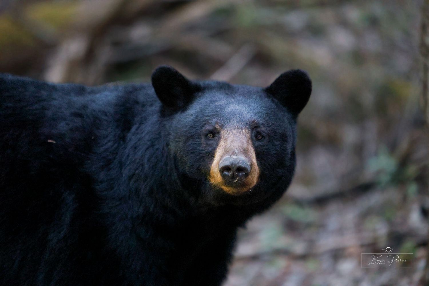 Close-up portrait of a black bear with dark fur and distinctive black nose in natural forest setting.