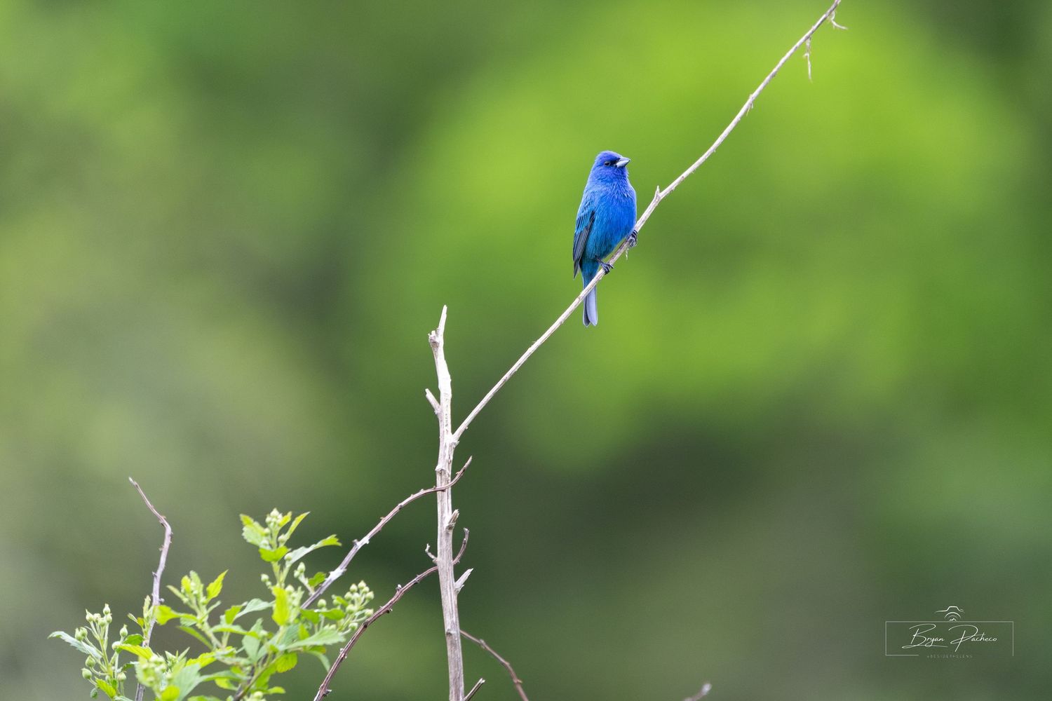 A vibrant blue Indigo Bunting perches gracefully on a bare branch against a soft green blurred background.