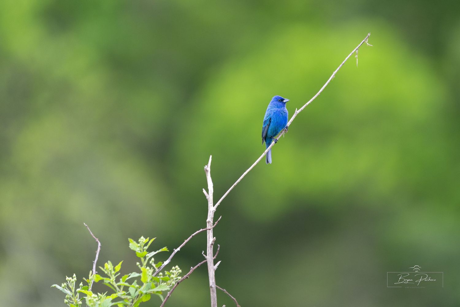 A vibrant blue Indigo Bunting perches on a slender branch against a soft green blurred background.