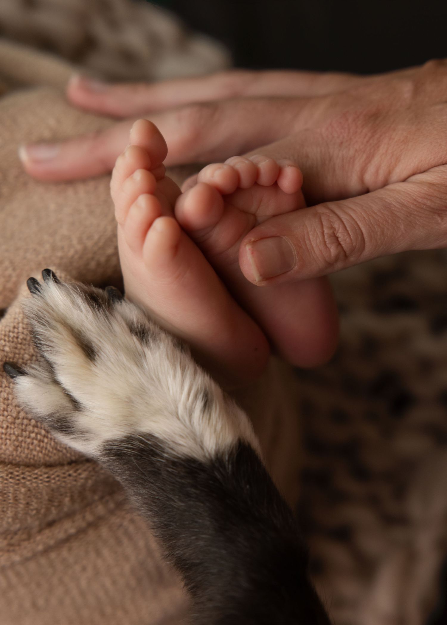 A series of pet paws and hands interacting in a heartwarming sequence of gentle touches and gestures.