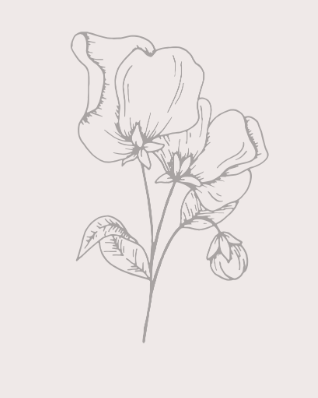 A fine line botanical illustration of a sweet pea bloom with buds on a warm beige background.