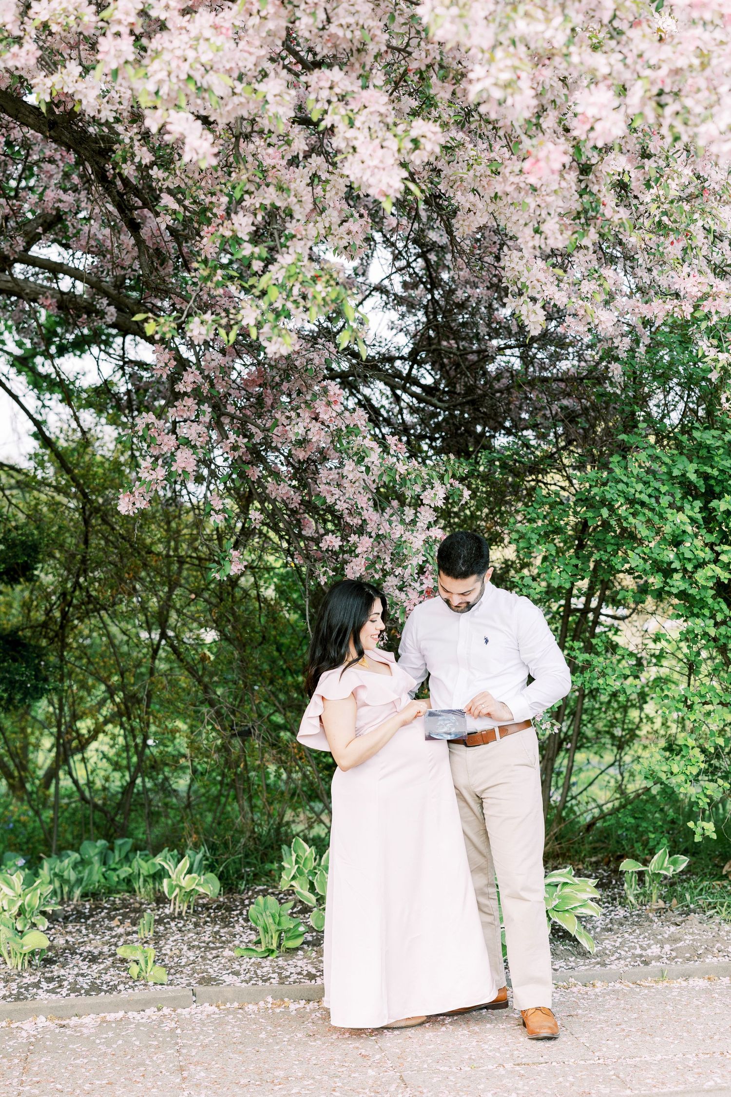 Expecting couple reviewing ultrasound photo together under flowering pink cherry blossom tree in garden setting.