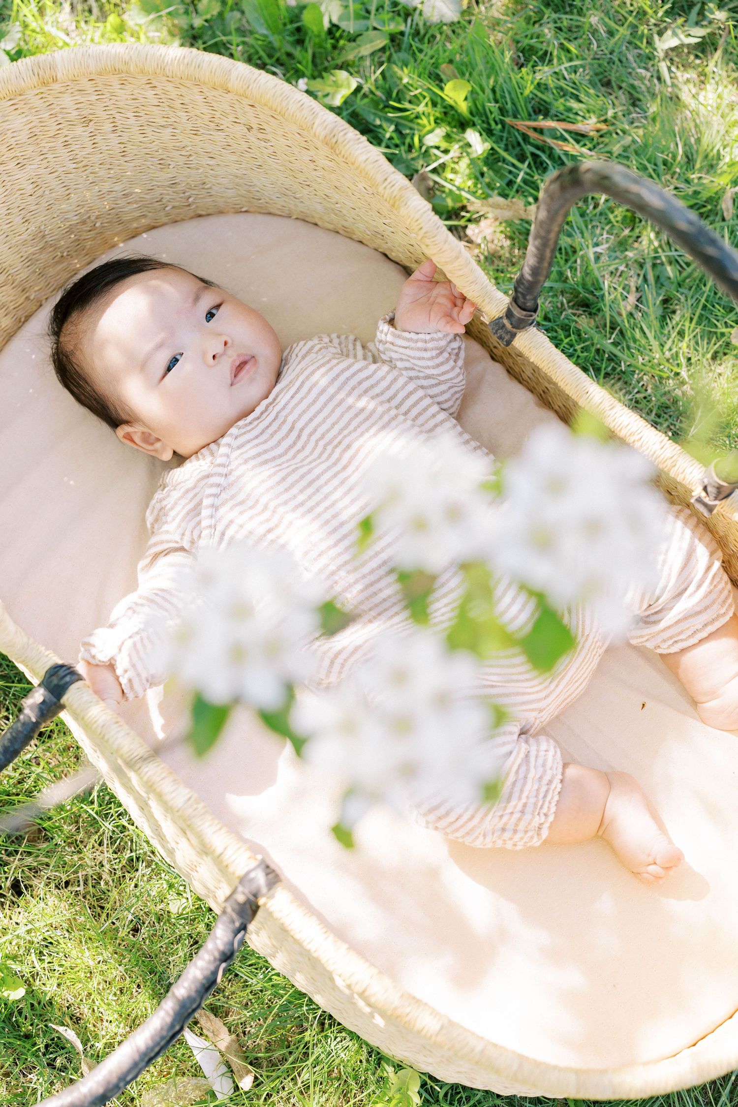 A peaceful baby in striped onesie lies in a woven Moses basket surrounded by white spring blossoms outdoors.