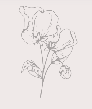 Minimalist line drawing of a sweet pea flower with delicate petals, stem, leaves, and bud in soft gray on cream.