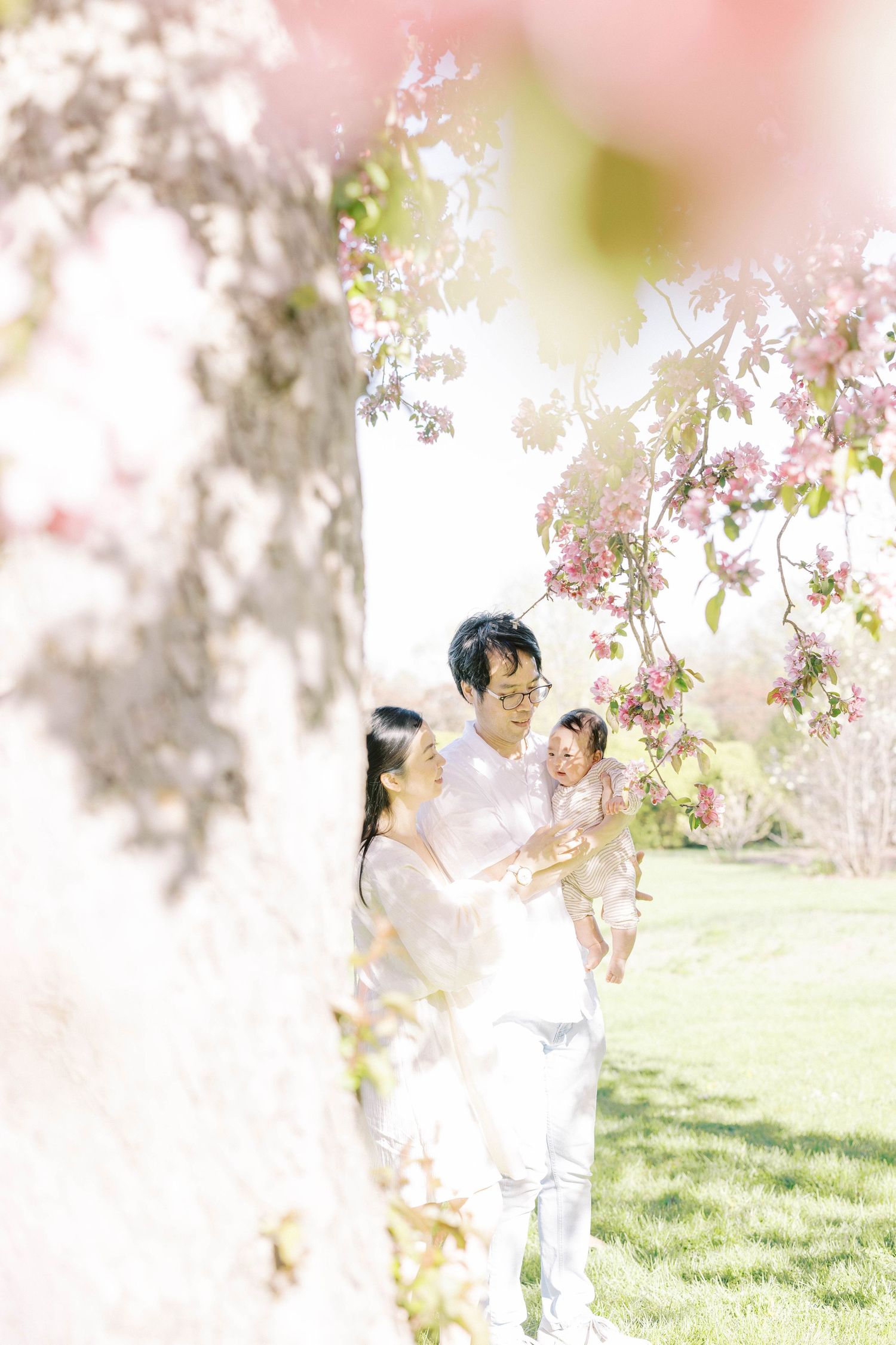Asian family with baby shares a warm moment framed by dreamy pink cherry blossoms in sunlit park.