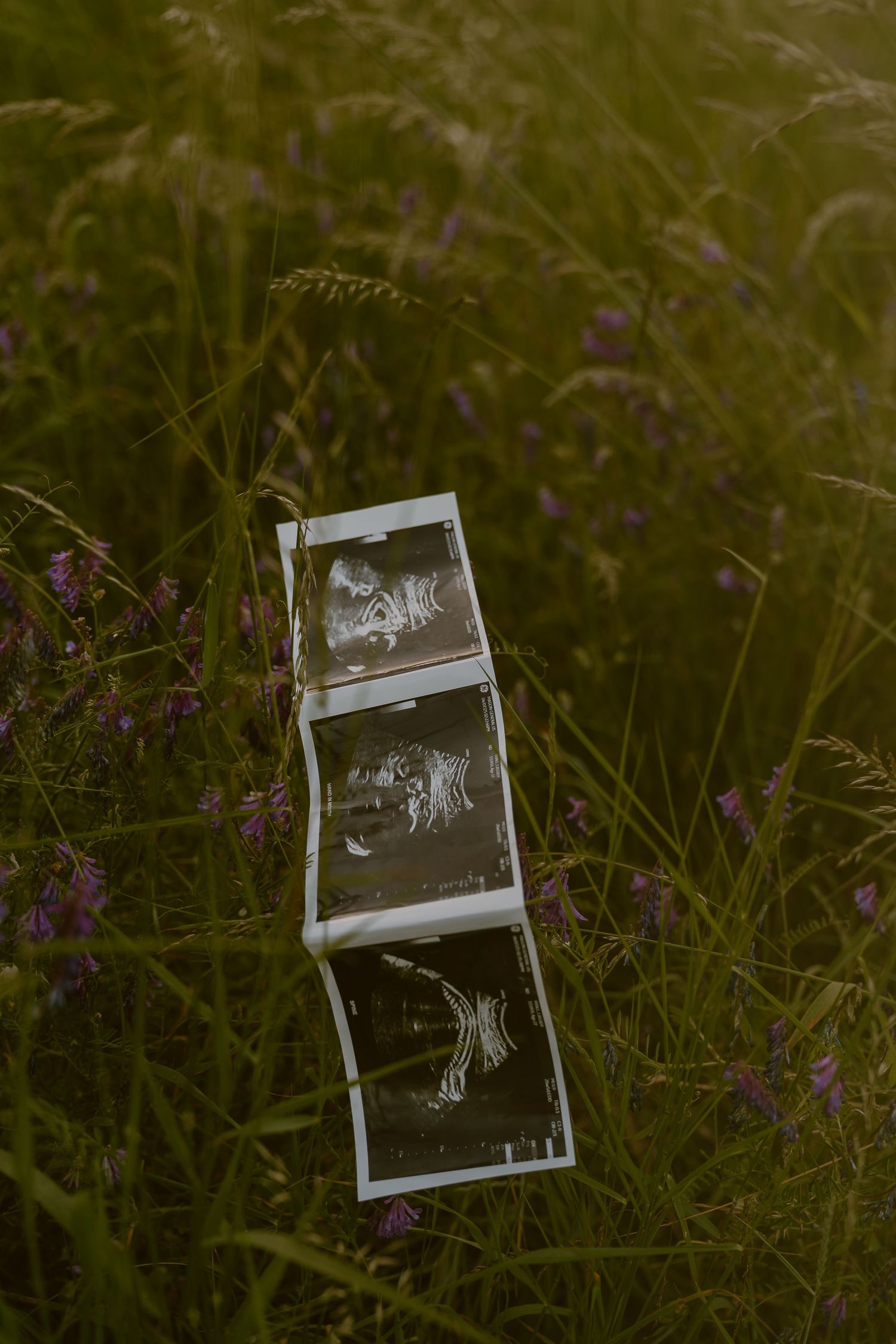 Polaroid photographs scattered among wild grass and purple wildflowers in a moody outdoor setting.