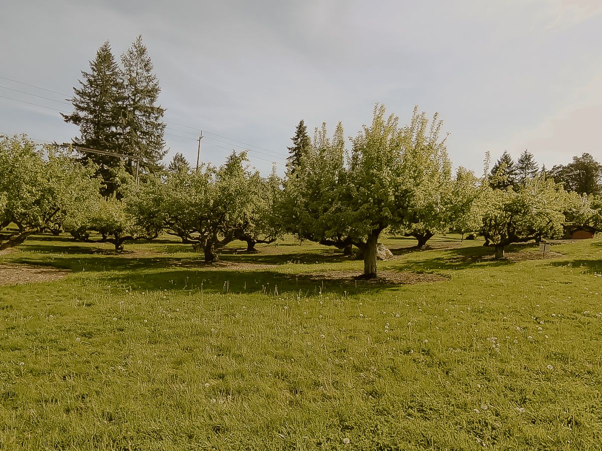 Lush green apple orchard with blossoming trees in rows on a grassy field under a cloudy sky in spring.