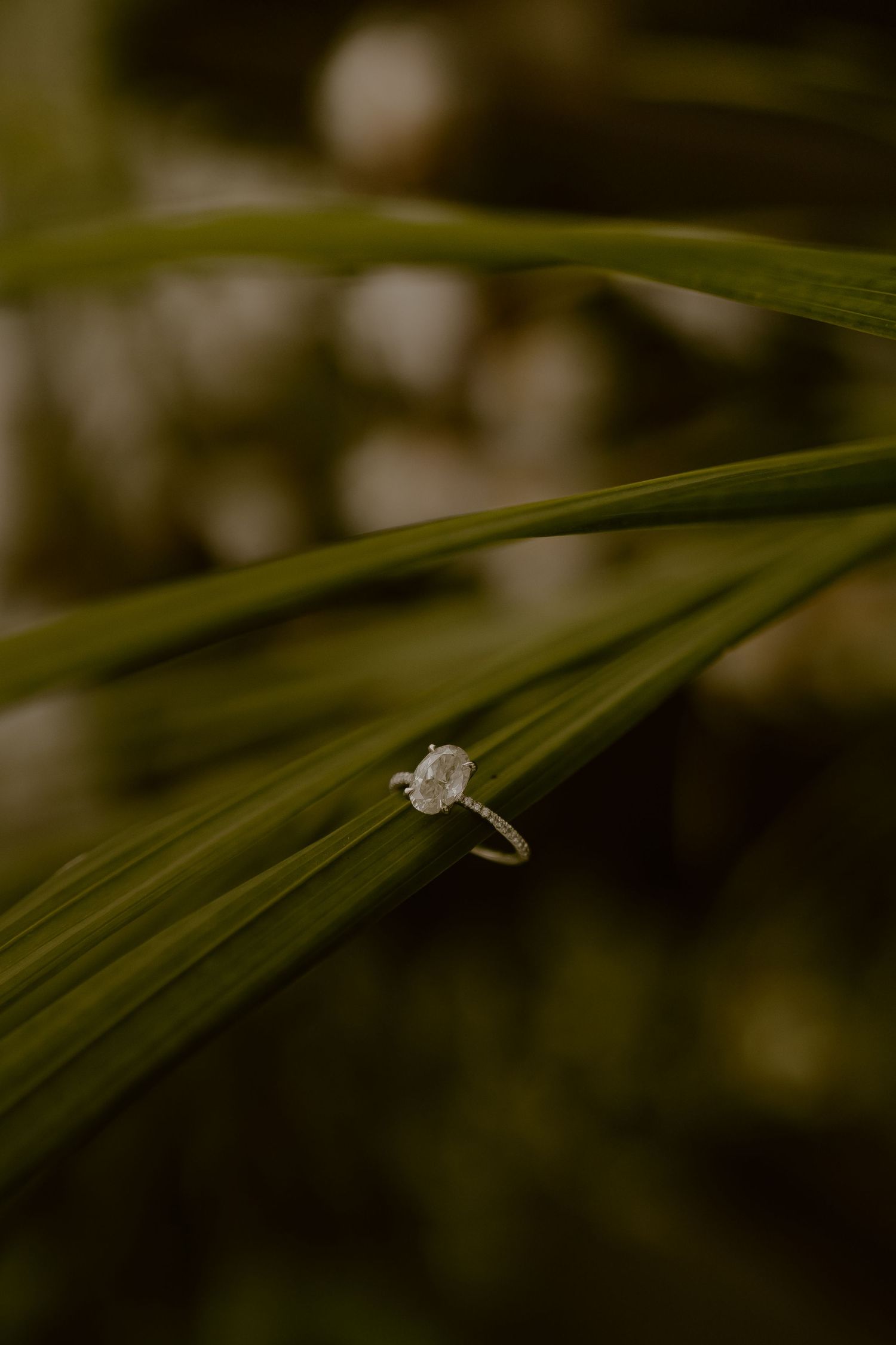Macro photo of a small water droplet resting on a green palm leaf blade in soft natural lighting.