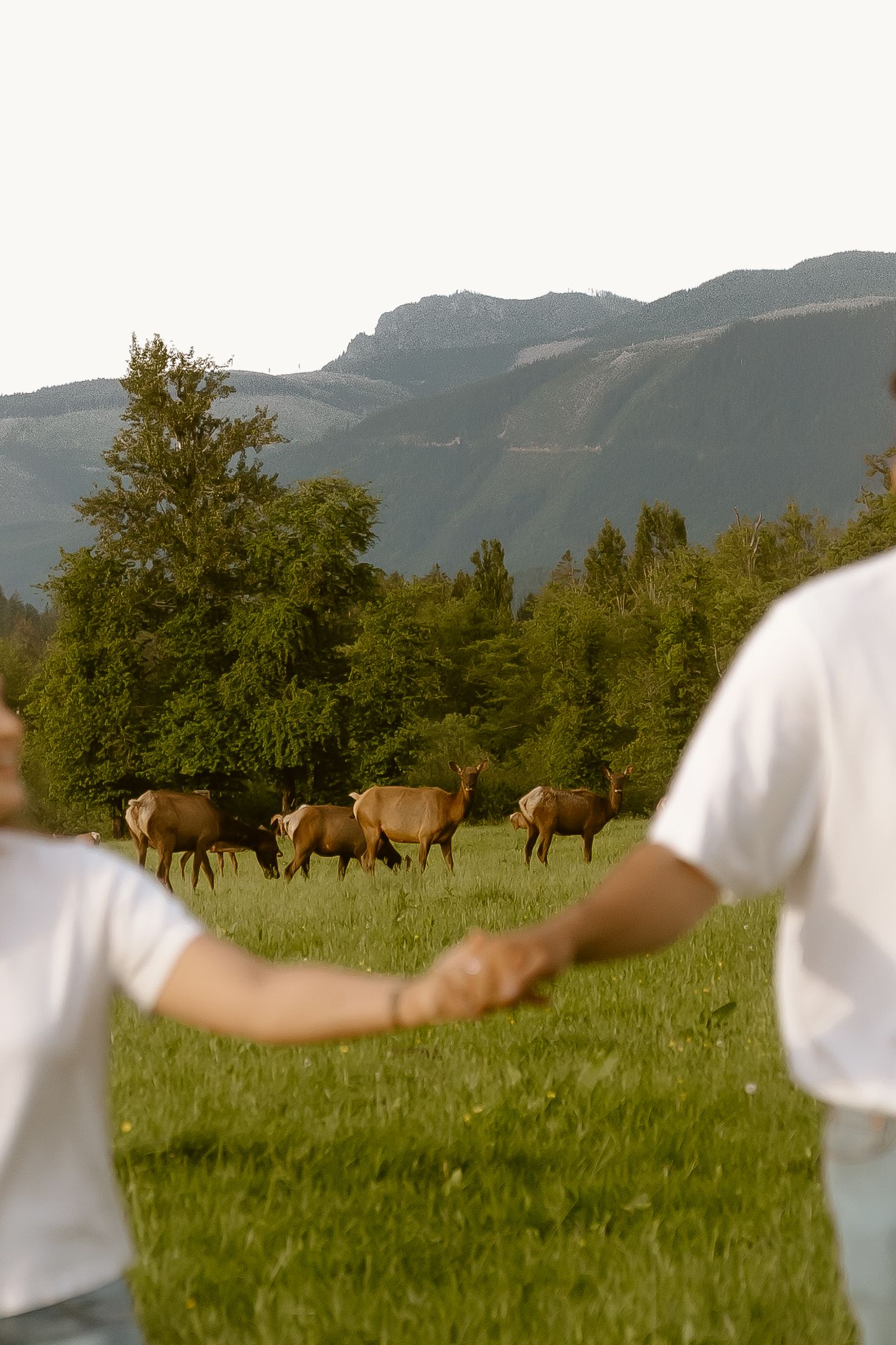 Couple holding hands watching elk graze in a green meadow with mountains and trees in the background.