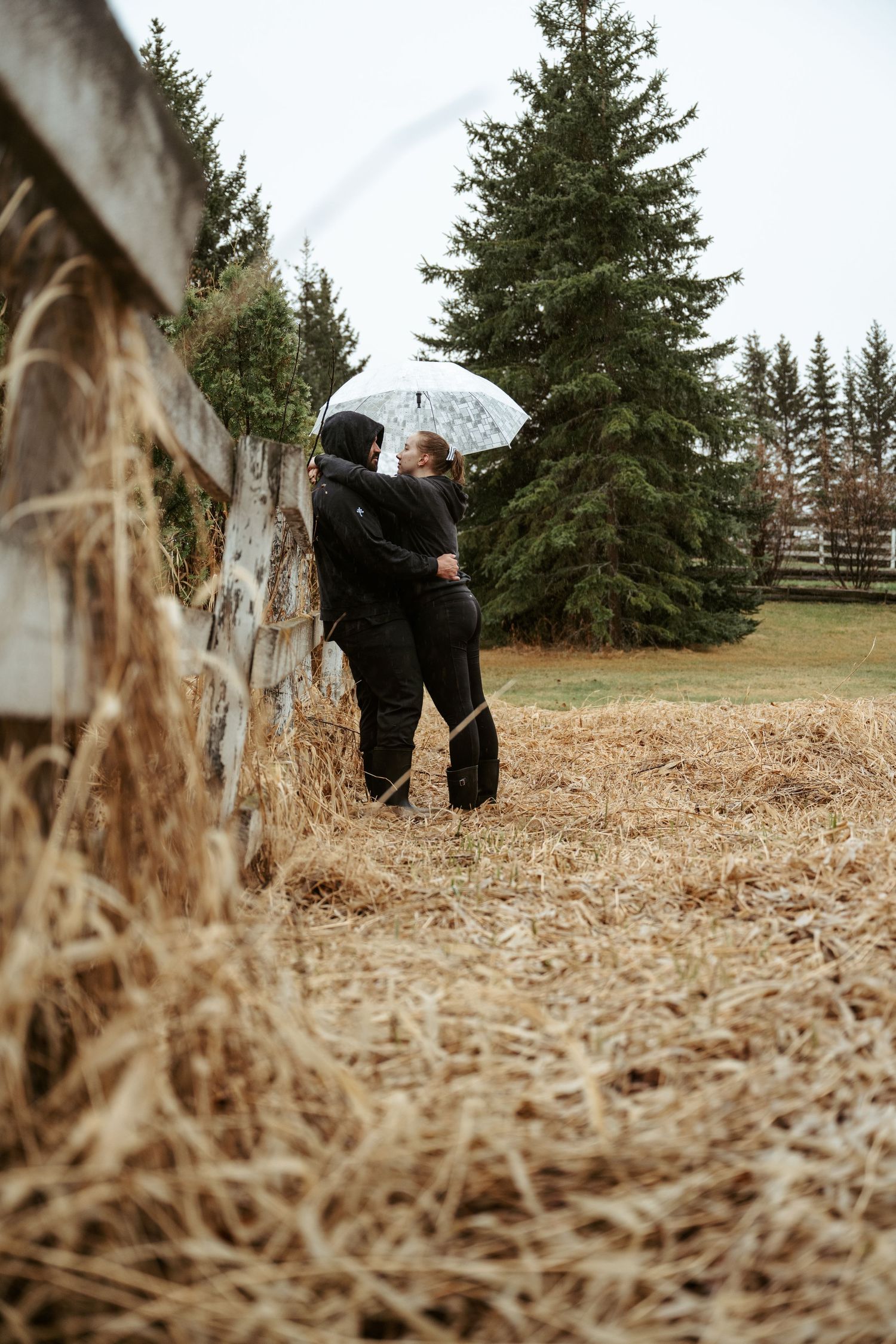 A couple shares an intimate moment under a clear umbrella on a fall day surrounded by evergreen trees and hay.