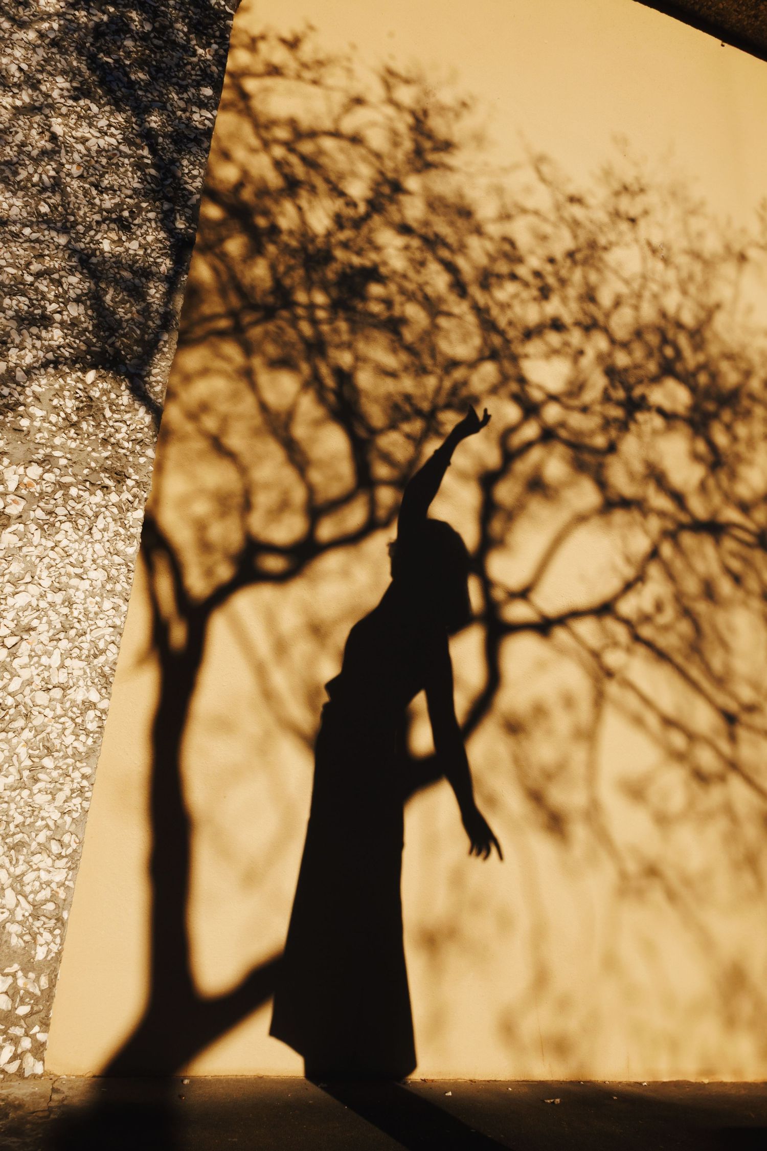 A silhouetted figure's shadow moves across a sepia-toned wall with tree branch shadows, creating a mysterious cinematic effect.