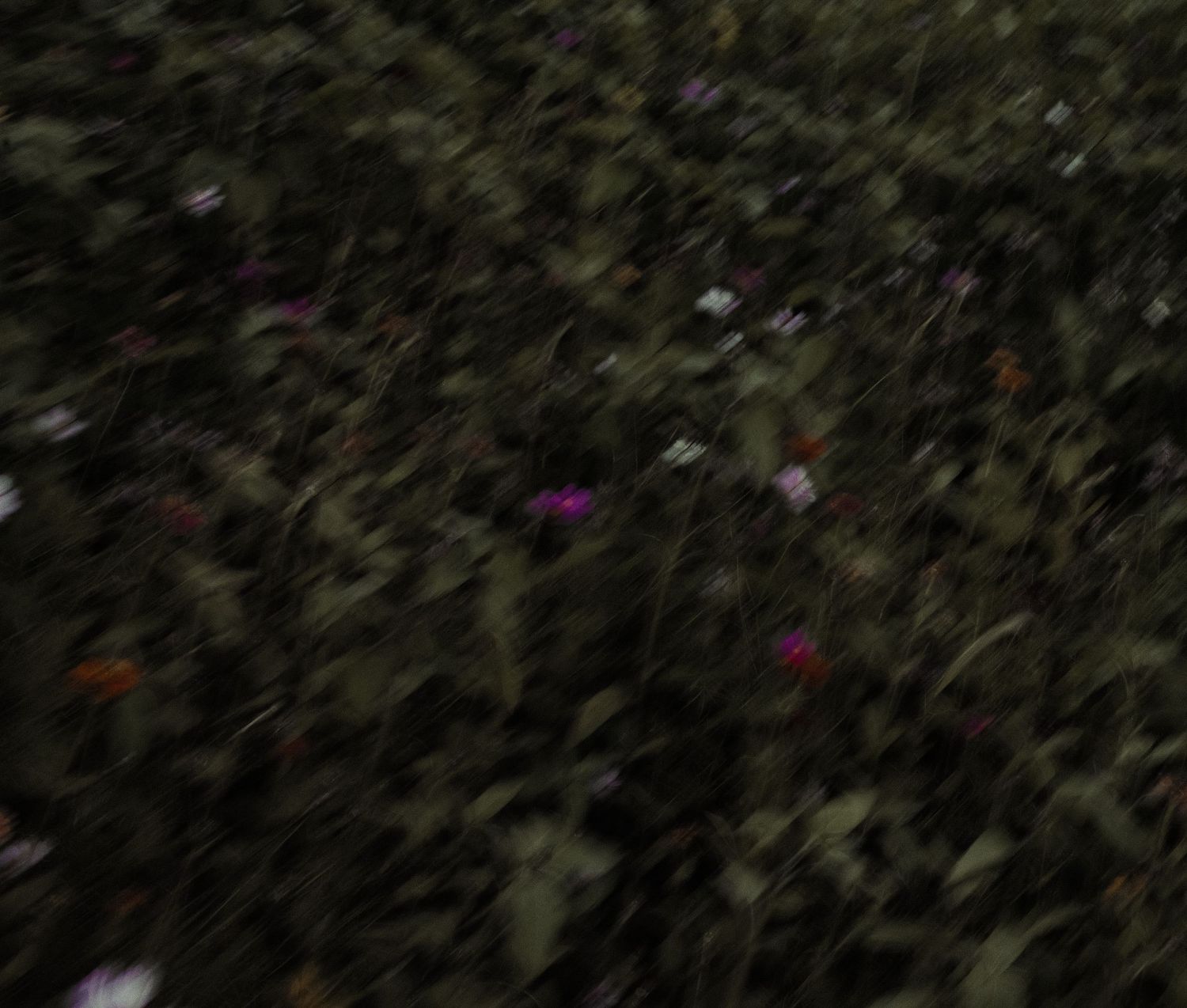 A cluster of dark green leaves and foliage creates a natural background pattern.
