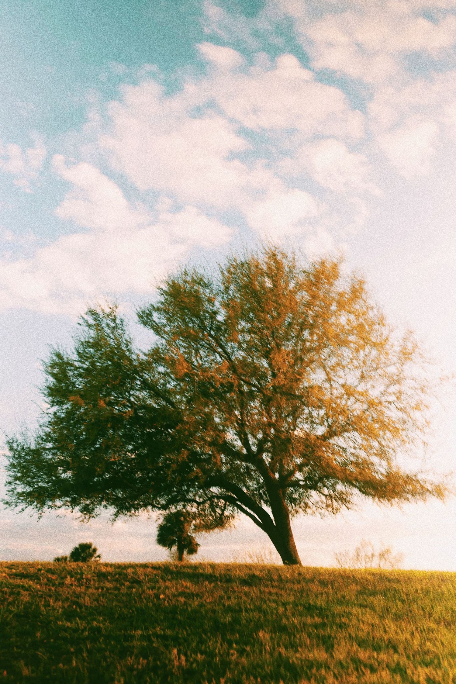 A lone tree stands silhouetted against a soft blue sky on a grassy hilltop at golden hour.
