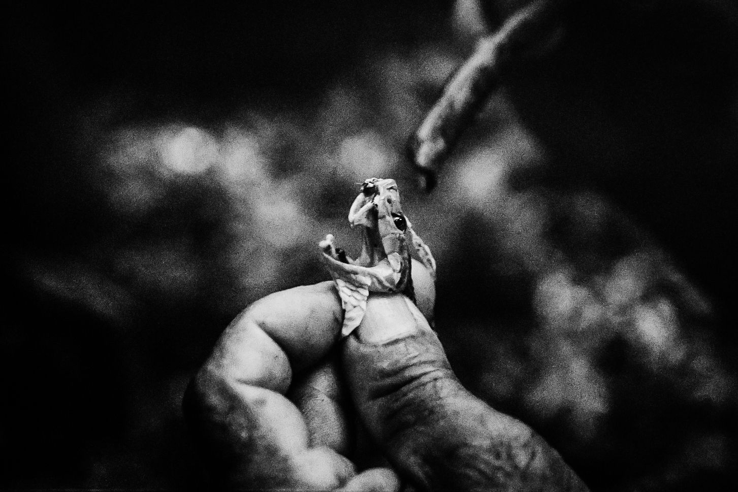 Kleine Schlange mit geöffnetem Maul auf menschlicher Hand im brasilianischen Amazonas-Regenwald, dramatische Schwarzweiß-Nahaufnahme