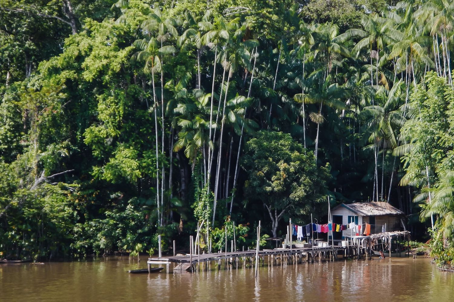Traditionelles Stelzenhaus am Ufer des Amazonas-Flusses in Brasilien, umgeben von dichtem tropischem Regenwald mit Palmen und üppiger Vegeta