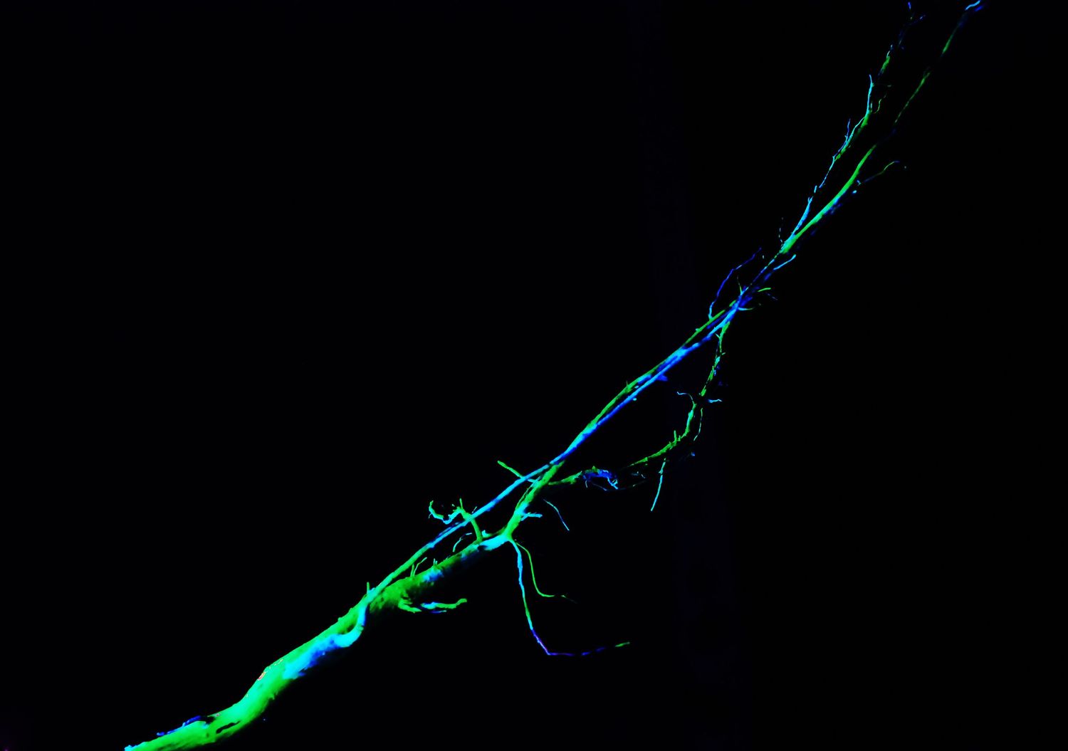 Leuchtender Zweig in Blau und Grün unter UV-Schwarzlicht – abstrakte, naturinspirierte Lichtkunst auf dunklem Hintergrund.