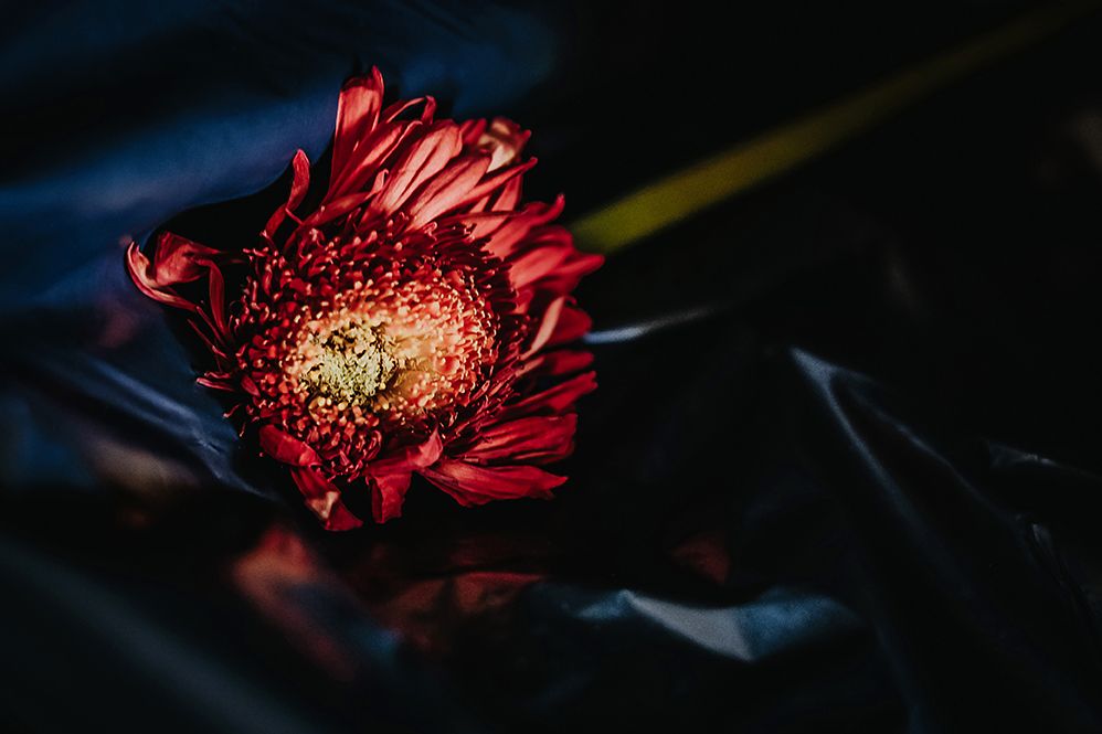Verwelkte rote Blume auf dunklem Stoff, fotografiert von Jenny Jacoby – stille Komposition über Schönheit und Vergänglichkeit.