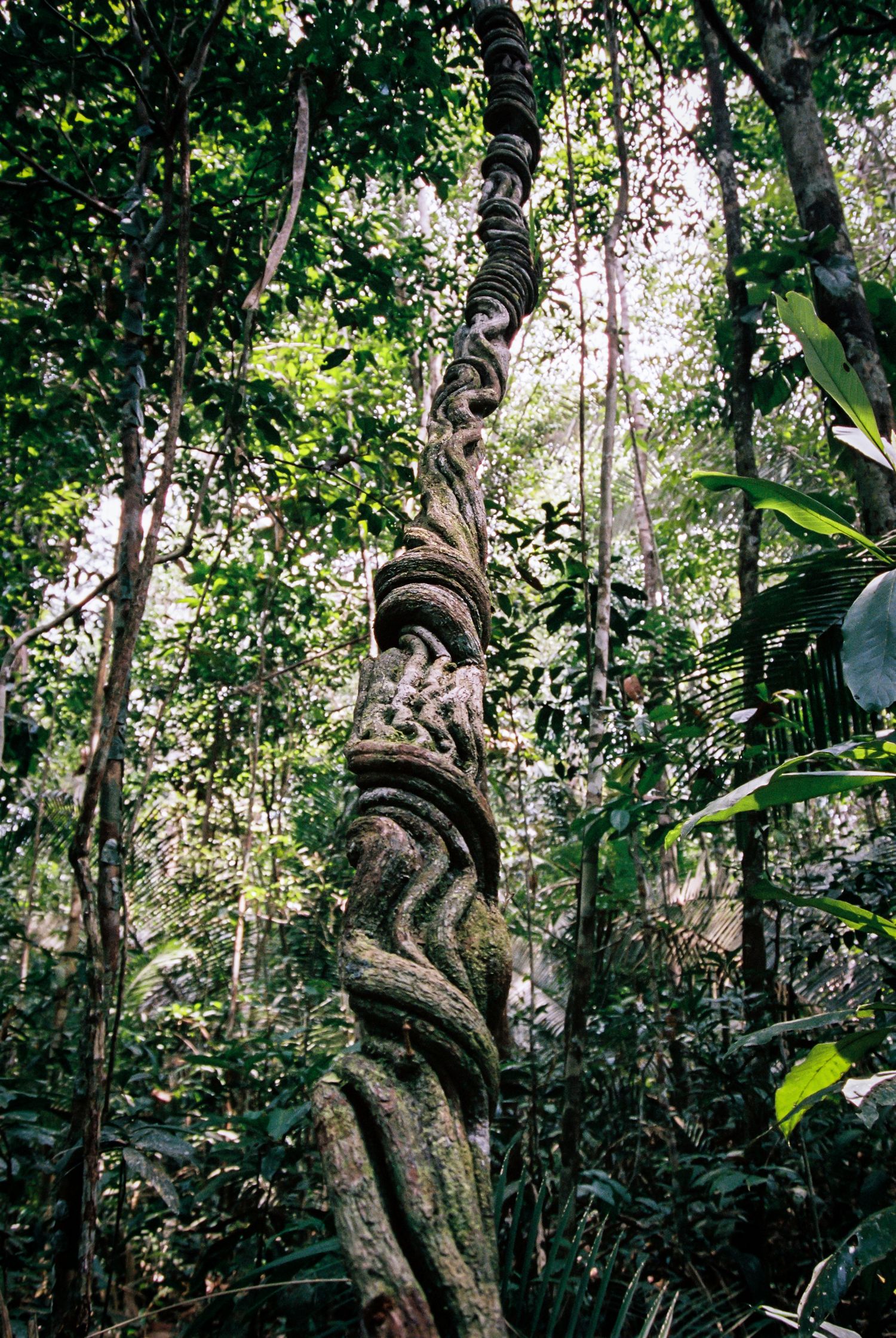 Spiralförmig gewachsener Baumstamm im amazonischen Regenwald mit unscharfem grünen Dschungel im Hintergrund, Brasilien