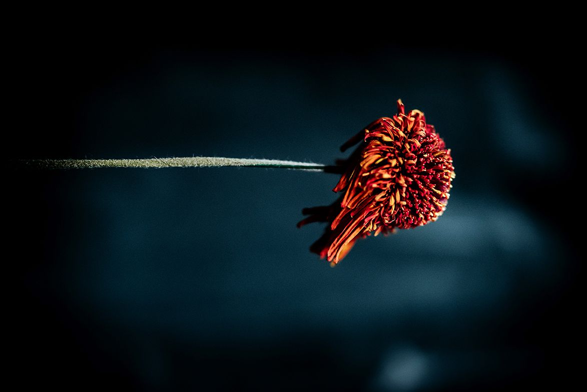Verwelkte Gerbera vor dunklem Hintergrund, fotografiert von Jenny Jacoby – minimalistisches Stillleben über die Schönheit der Vergänglichkei